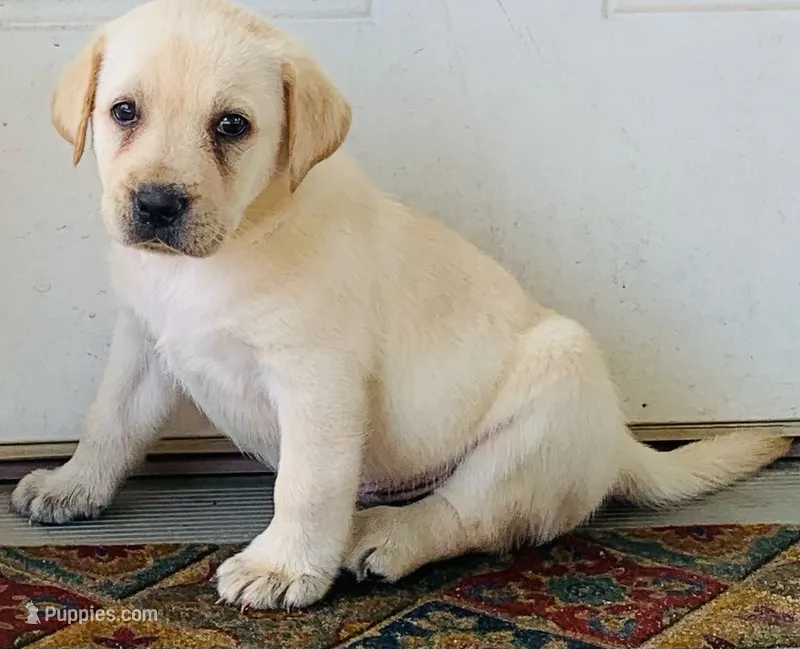 Morgan – Labrador Retriever puppy for sale in Soperton, GA