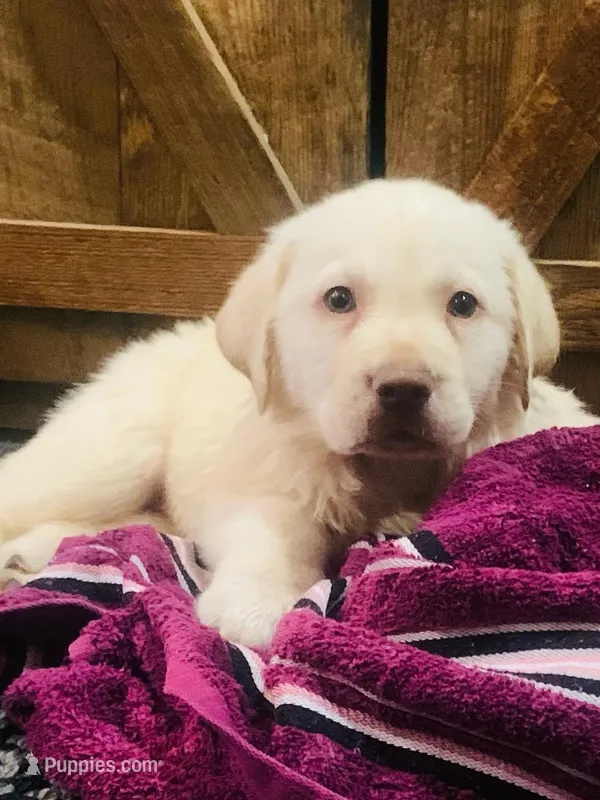 Rambo – Labrador Retriever puppy for sale in Soperton, GA