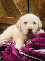 Rambo, a male Labrador Retriever for sale in Soperton, GA – 1 of 1