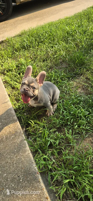 Athena – French Bulldog puppy for sale in Malden, MO