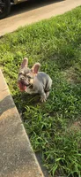 Athena, a female French Bulldog for sale in Malden, MO – 1 of 2