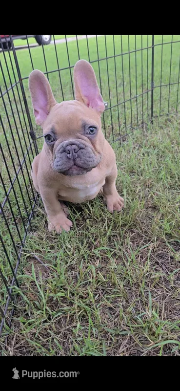 F – French Bulldog puppy for sale in Malden, MO