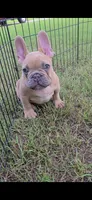 F, a male French Bulldog for sale in Malden, MO – 1 of 6