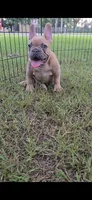 F, a male French Bulldog for sale in Malden, MO – 2 of 6