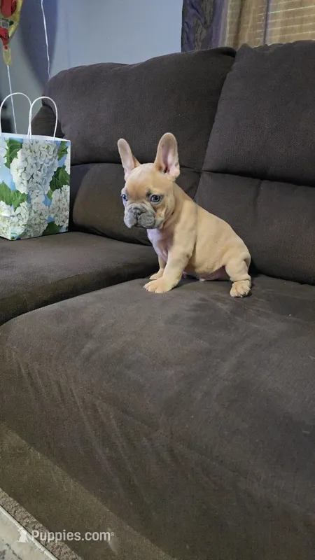 F – French Bulldog puppy for sale in Malden, MO