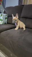F, a male French Bulldog for sale in Malden, MO – 3 of 6