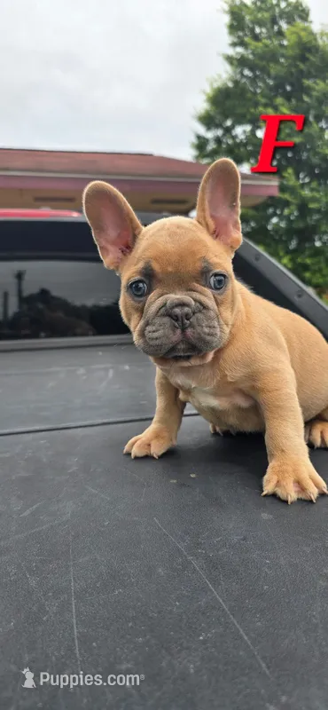 F – French Bulldog puppy for sale in Malden, MO