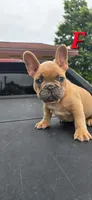 F, a male French Bulldog for sale in Malden, MO – 4 of 6