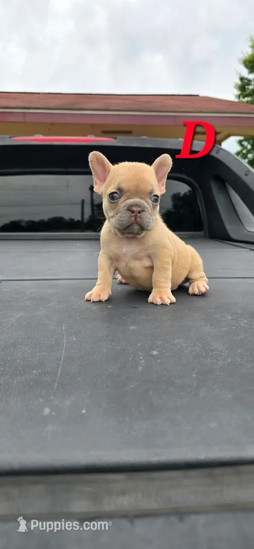 D – French Bulldog puppy for sale in Malden, MO