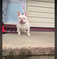 F, a male French Bulldog for sale in Malden, MO – 5 of 6