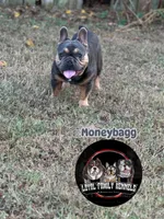 F, a male French Bulldog for sale in Malden, MO – 6 of 6