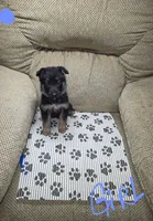 German Shepherd #5, a female German Shepherd Dog for sale in Richmond, VA – 2 of 3