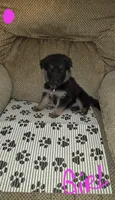 German Shepherd #3, a female German Shepherd Dog for sale in Richmond, VA – 2 of 3