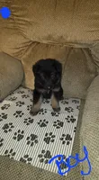 German Shepherd #1, a male German Shepherd Dog for sale in Richmond, VA – 2 of 3