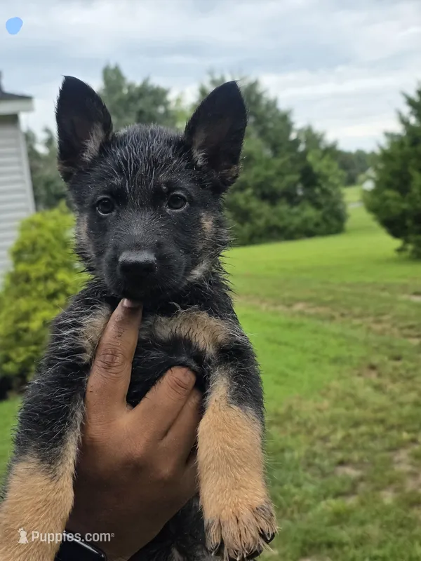 German Shepherd #5 – German Shepherd Dog puppy for sale in Richmond, VA
