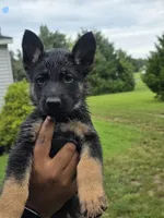 German Shepherd #5, a female German Shepherd Dog for sale in Richmond, VA – 1 of 3