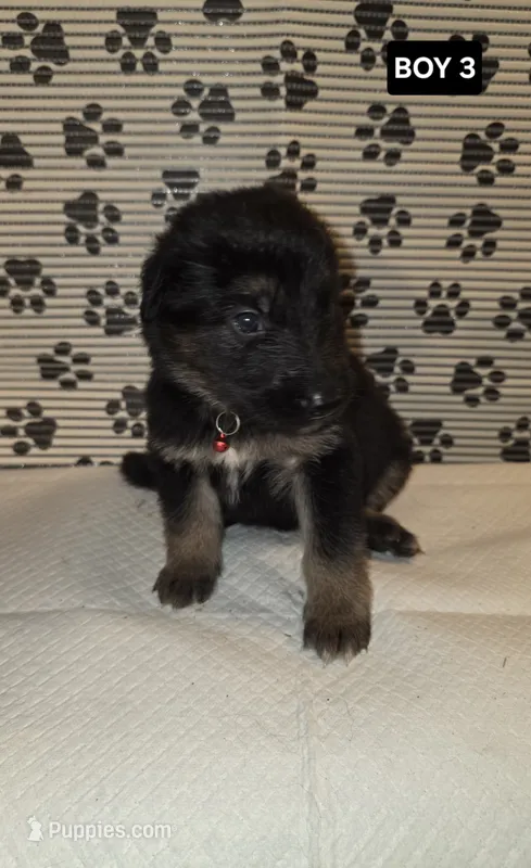 German Shepherd #7 – German Shepherd Dog puppy for sale in Warsaw, VA