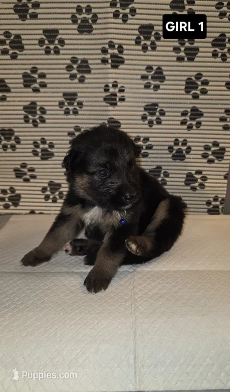 German Shepherd #2 – German Shepherd Dog puppy for sale in Warsaw, VA