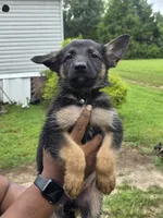 GERMAN shepherd #6, a male German Shepherd Dog for sale in Richmond, VA – 1 of 3