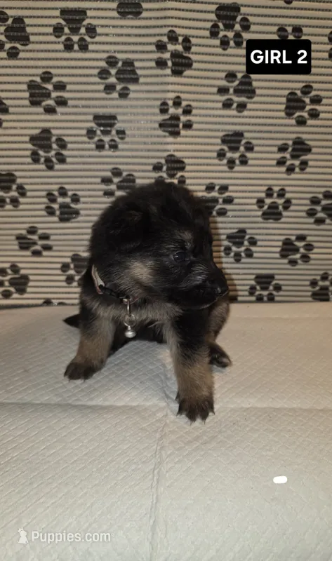 German Shepherd #3 – German Shepherd Dog puppy for sale in Warsaw, VA