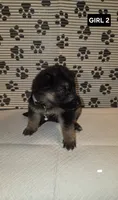 German Shepherd #3, a female German Shepherd Dog for sale in Warsaw, VA – 1 of 1