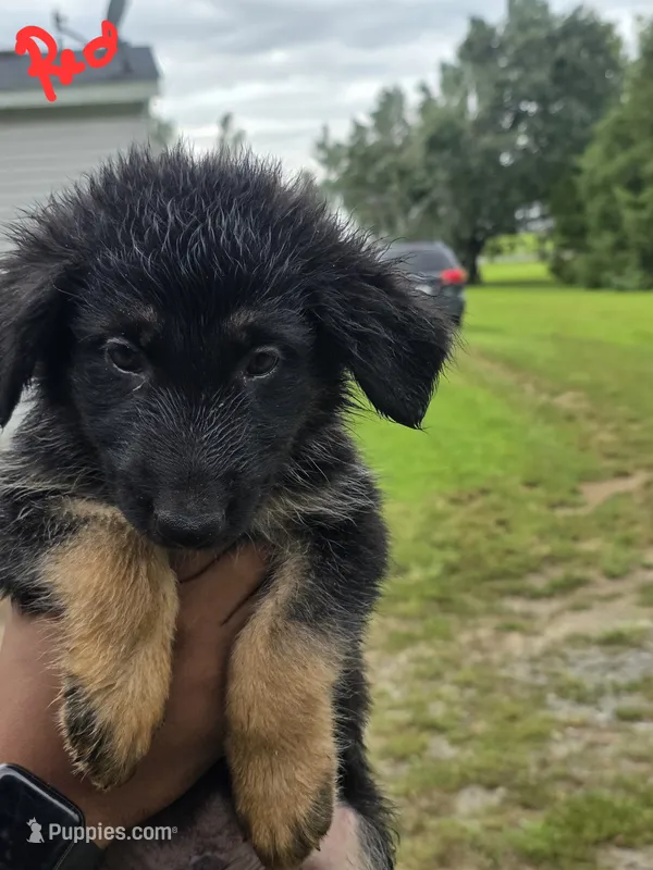 German Shepherd #7 – German Shepherd Dog puppy for sale in Richmond, VA
