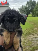 German Shepherd #7, a male German Shepherd Dog for sale in Richmond, VA – 1 of 3