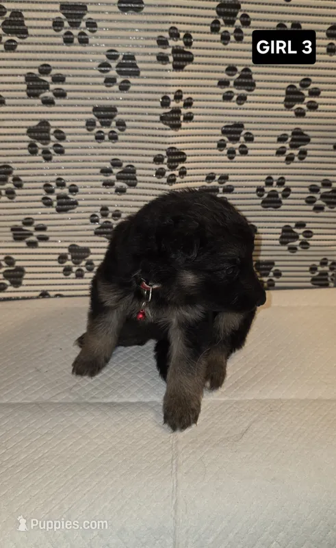 German Shepherd #4 – German Shepherd Dog puppy for sale in Warsaw, VA