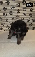 German Shepherd #4, a female German Shepherd Dog for sale in Warsaw, VA – 1 of 1