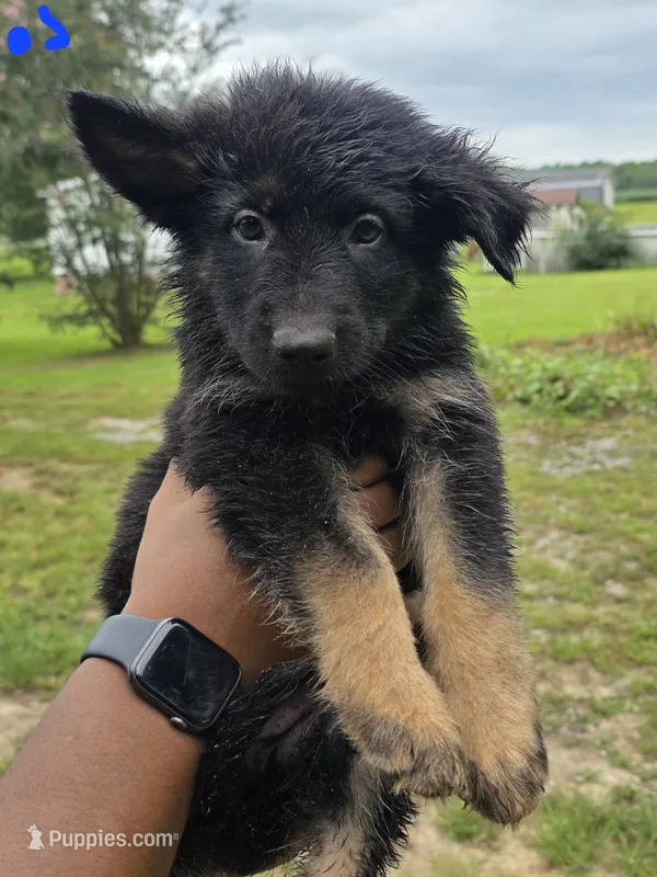 German Shepherd #1 – German Shepherd Dog puppy for sale in Richmond, VA