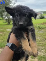 German Shepherd #1, a male German Shepherd Dog for sale in Richmond, VA – 1 of 3