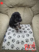 German Shepherd #7, a male German Shepherd Dog for sale in Richmond, VA – 2 of 3