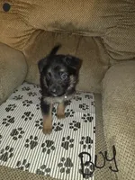 GERMAN shepherd #6, a male German Shepherd Dog for sale in Richmond, VA – 2 of 3