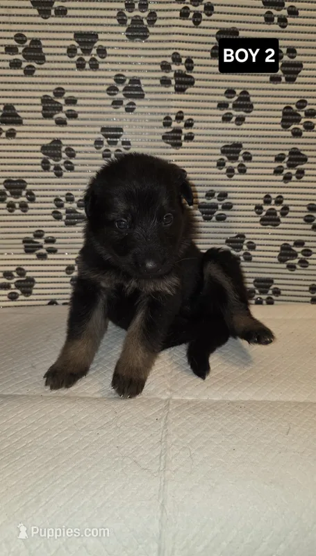 GERMAN shepherd #6 – German Shepherd Dog puppy for sale in Warsaw, VA