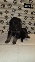 GERMAN shepherd #6, a male German Shepherd Dog for sale in Warsaw, VA – 1 of 1