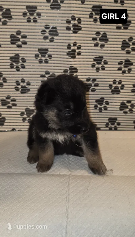 German Shepherd #5 – German Shepherd Dog puppy for sale in Warsaw, VA