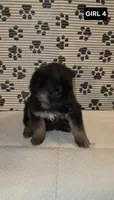 German Shepherd #5, a female German Shepherd Dog for sale in Warsaw, VA – 1 of 1