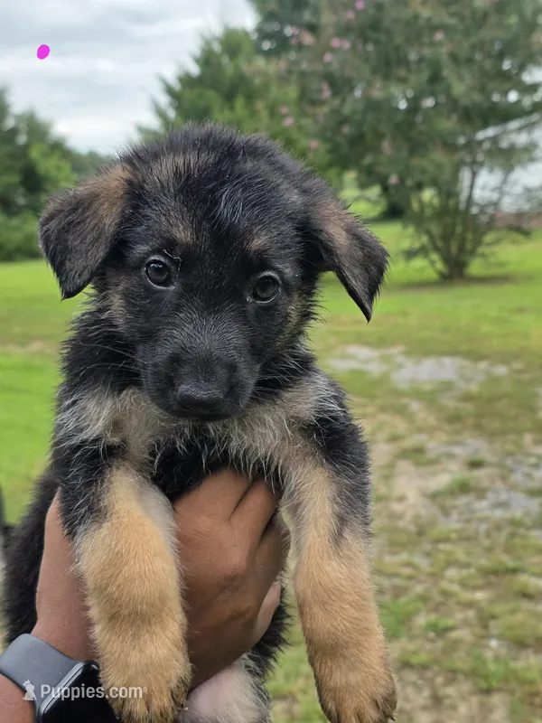 German Shepherd #3 – German Shepherd Dog puppy for sale in Richmond, VA
