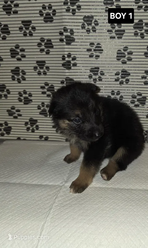 German Shepherd #1 – German Shepherd Dog puppy for sale in Warsaw, VA