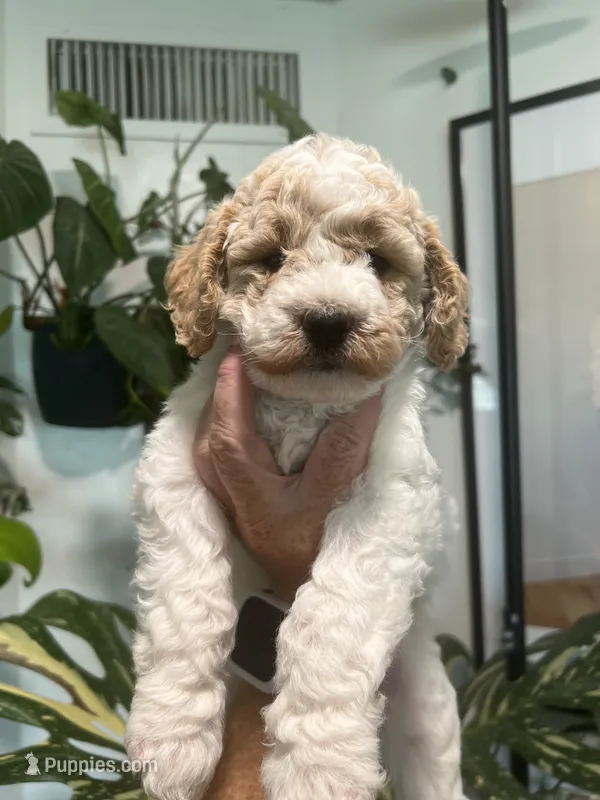 Scooter (Male) – Goldendoodle puppy for sale in Mesa, AZ
