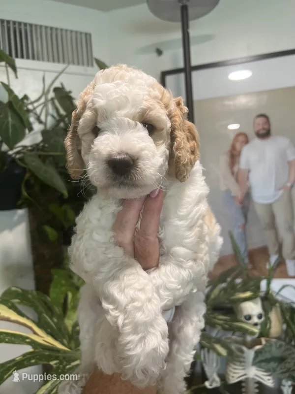 Butters (Male) – Goldendoodle puppy for sale in Mesa, AZ
