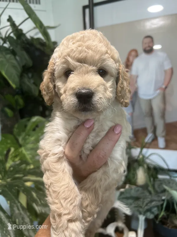 Dottie (Female) – Goldendoodle puppy for sale in Mesa, AZ