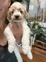 Scooter (Male), a  Goldendoodle for sale in Mesa, AZ – 3 of 3