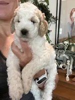 Butters (Male), a  Goldendoodle for sale in Mesa, AZ – 3 of 3