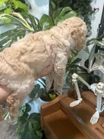 Dottie (Female), a  Goldendoodle for sale in Mesa, AZ – 2 of 3