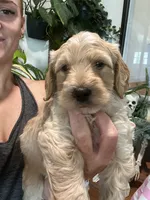 Scotch (Male), a  Goldendoodle for sale in Mesa, AZ – 3 of 3
