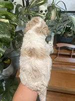 Scooter (Male), a  Goldendoodle for sale in Mesa, AZ – 2 of 3