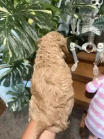 Scotch (Male), a  Goldendoodle for sale in Mesa, AZ – 2 of 3