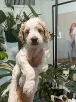 Patches (Male), a  Goldendoodle for sale in Mesa, AZ – 3 of 3