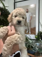 Dottie (Female), a  Goldendoodle for sale in Mesa, AZ – 3 of 3